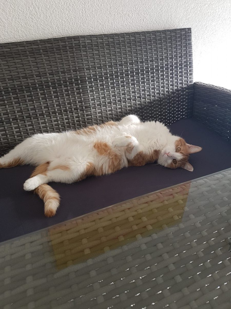 Petra Ott copyright bissige Katze.1