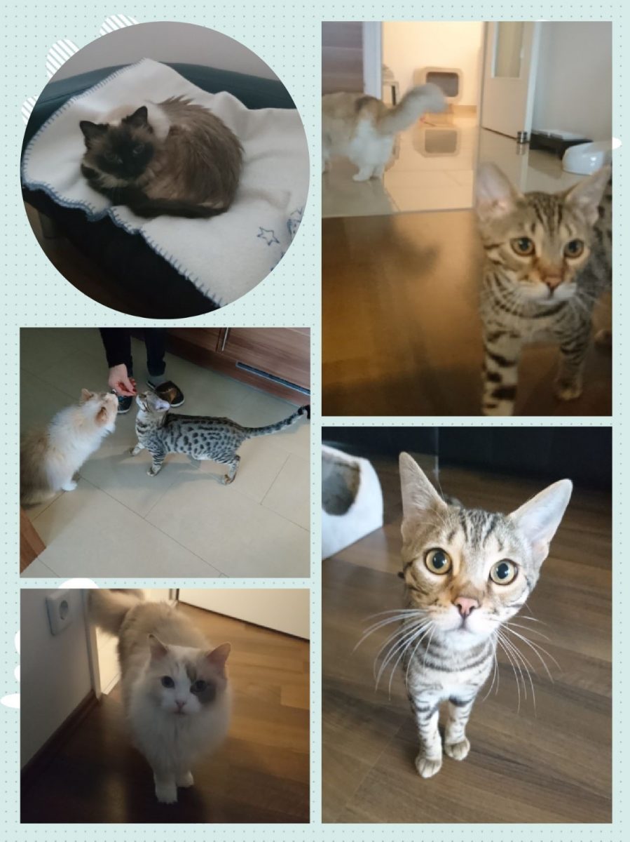 petra ott coach4cats copyright Romeo und Coco
