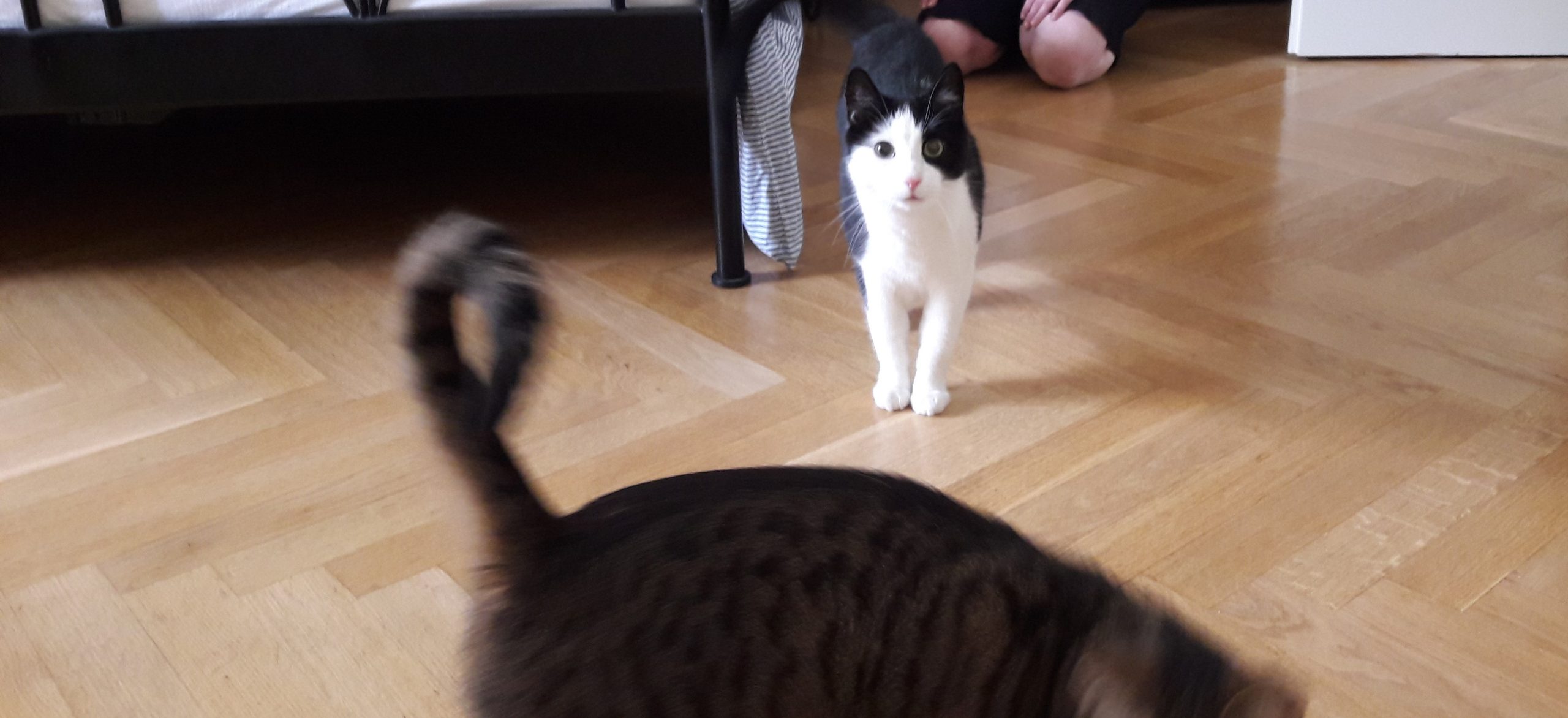 Katze Pinkelt Immer In Die Gleiche Ecke Katze pinkelt in die Küche