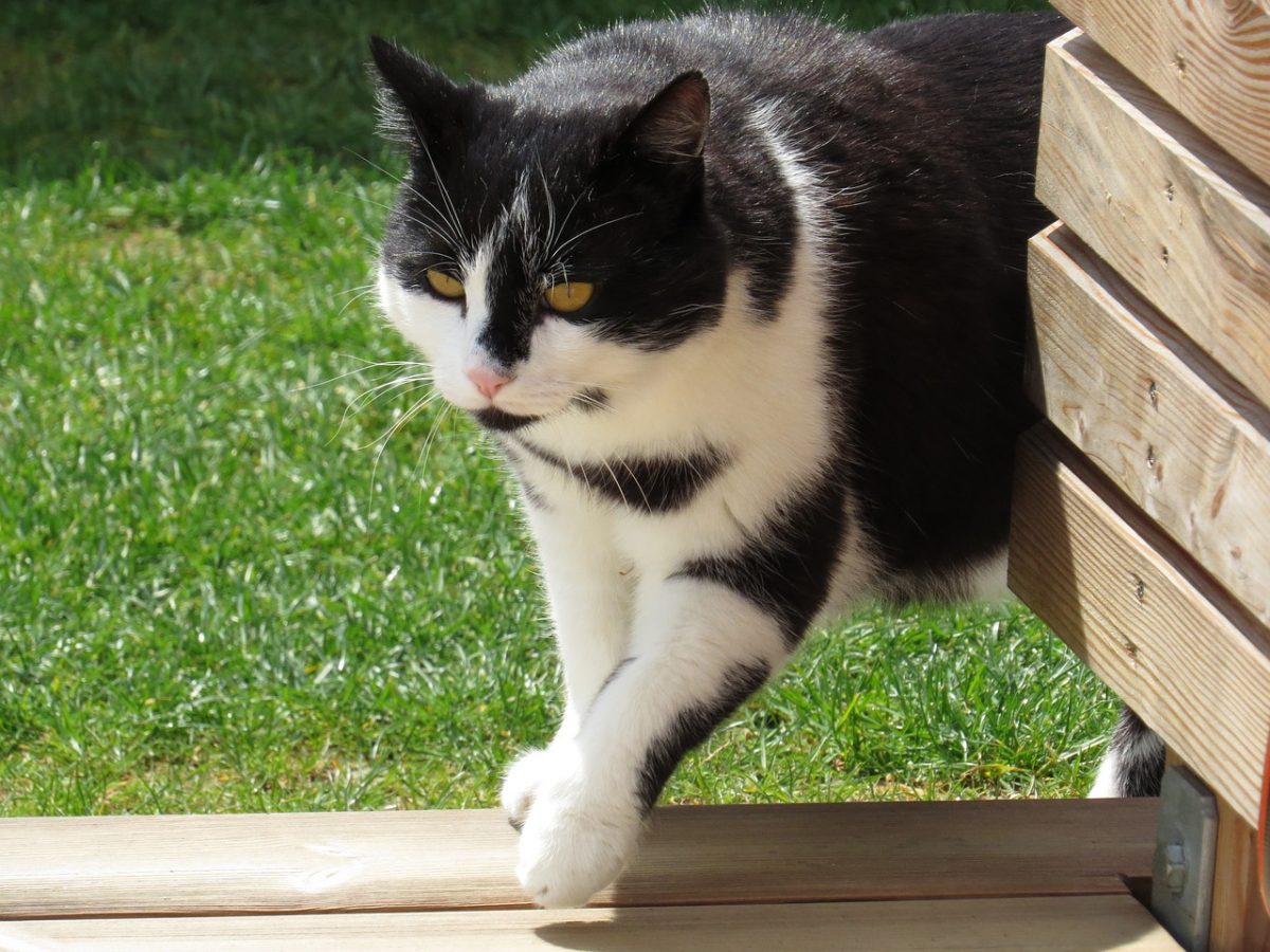 Katze Kommt Nicht Nach Hause Seit dem Neuzugang von Katze Kelly kommt Katze Grace nicht mehr nach