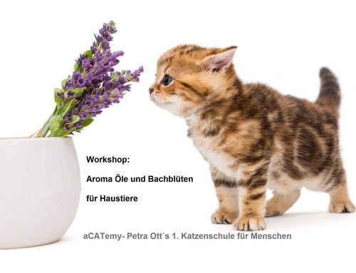 Workshop Aromaöle und Bachblüten für Hausitere in der aCATemy