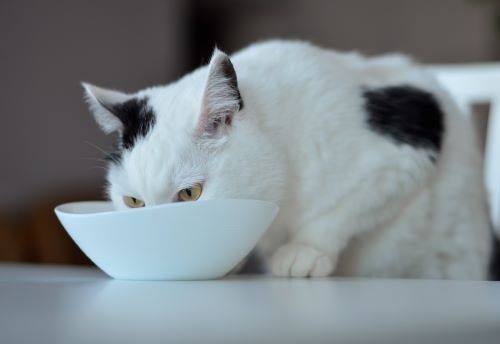 Ernährung der Katze